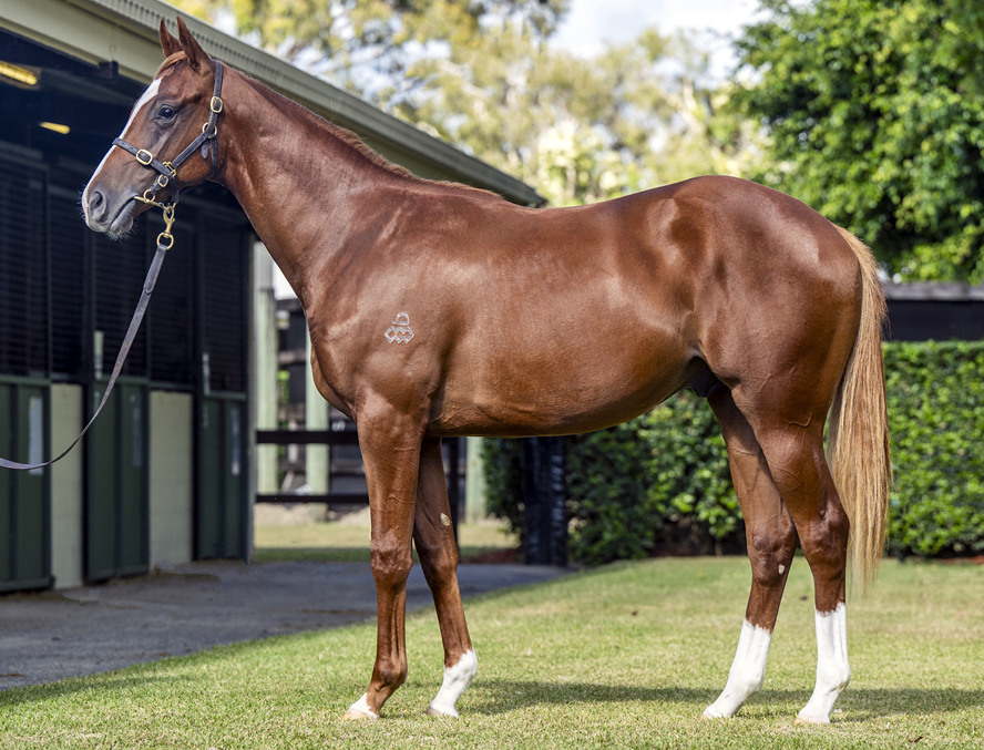 OWNER HORSE ★DEEP SKY ♦️ 𝐭𝐡𝐞 𝐒𝐞𝐩𝐭𝐞𝐦𝐛𝐞𝐫 𝑺𝒆𝒍𝒆𝒄𝒕 ♦️ | Horse Bid